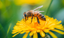 Load image into Gallery viewer, Bee Pollen Powder ~