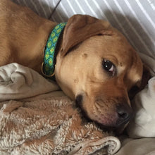 Load image into Gallery viewer, CBD Dog Treats - "Wiley's Relief"